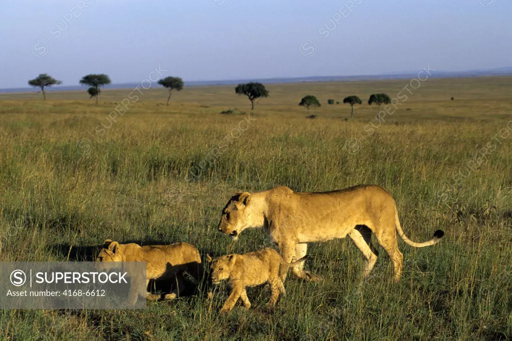 kenya, masai mara, lions, lioness with cubs walking through grass