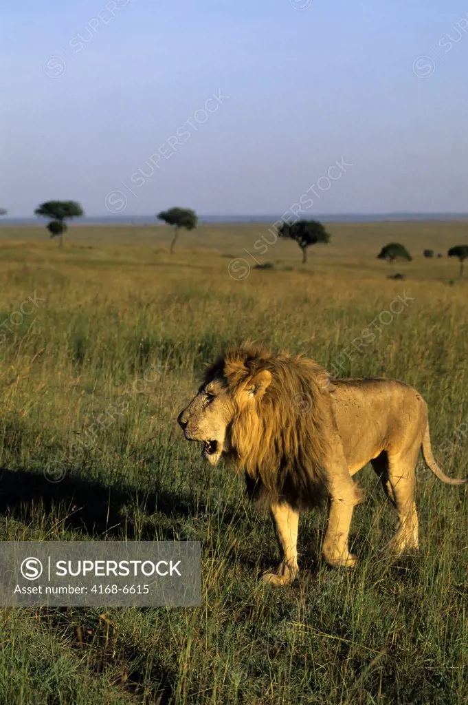 kenya, masai mara, lions, male lion walking through grass