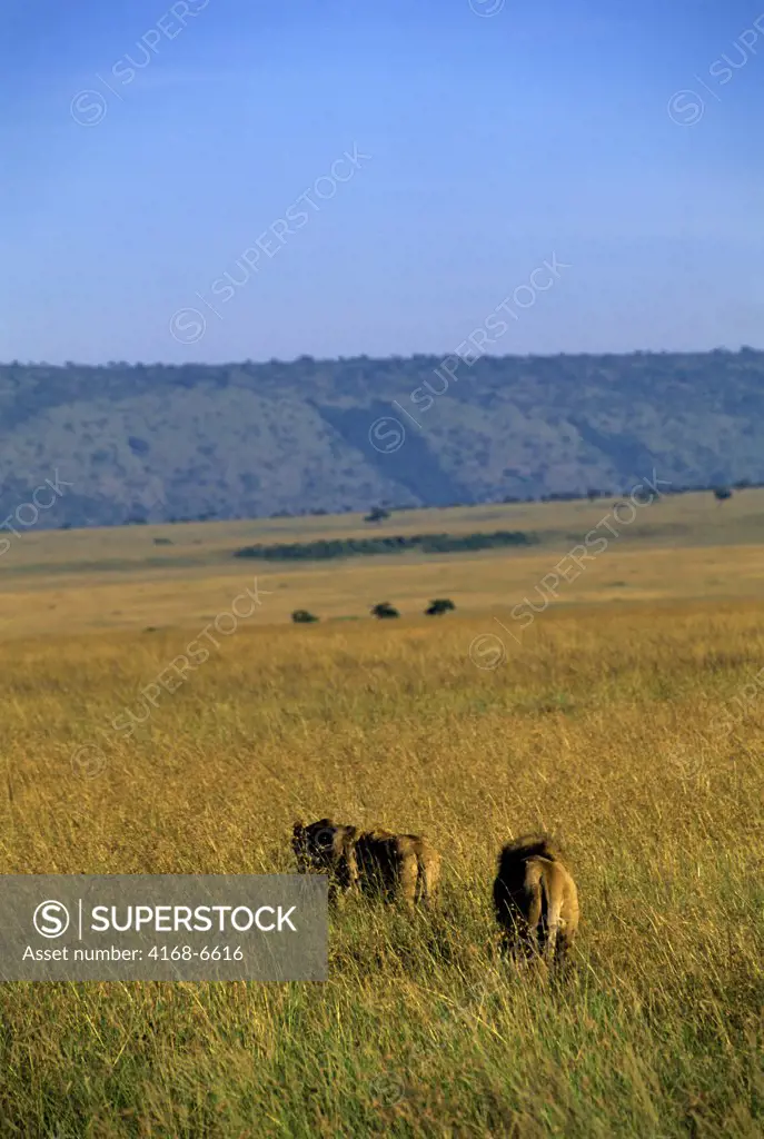 kenya, masai mara, lions walking through grass