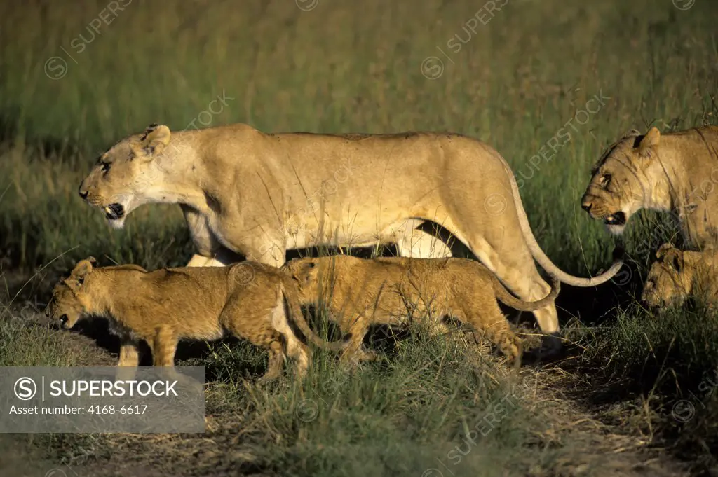 kenya, masai mara, lions, lioness with cubs