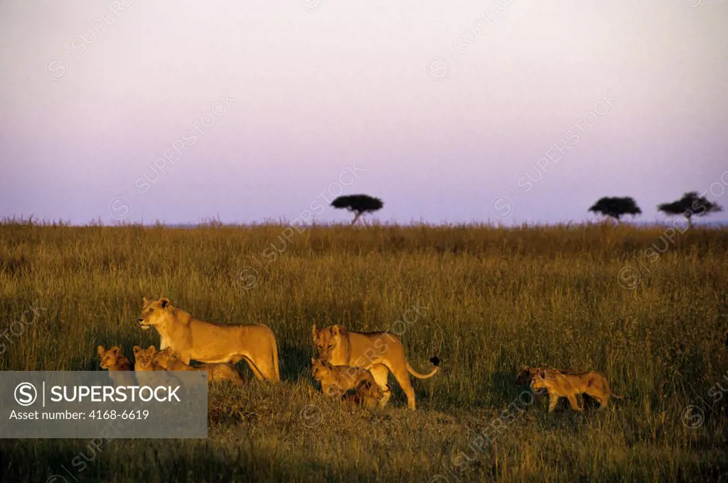 kenya, masai mara, pride of lions, lioness with cubs, evening sunshine