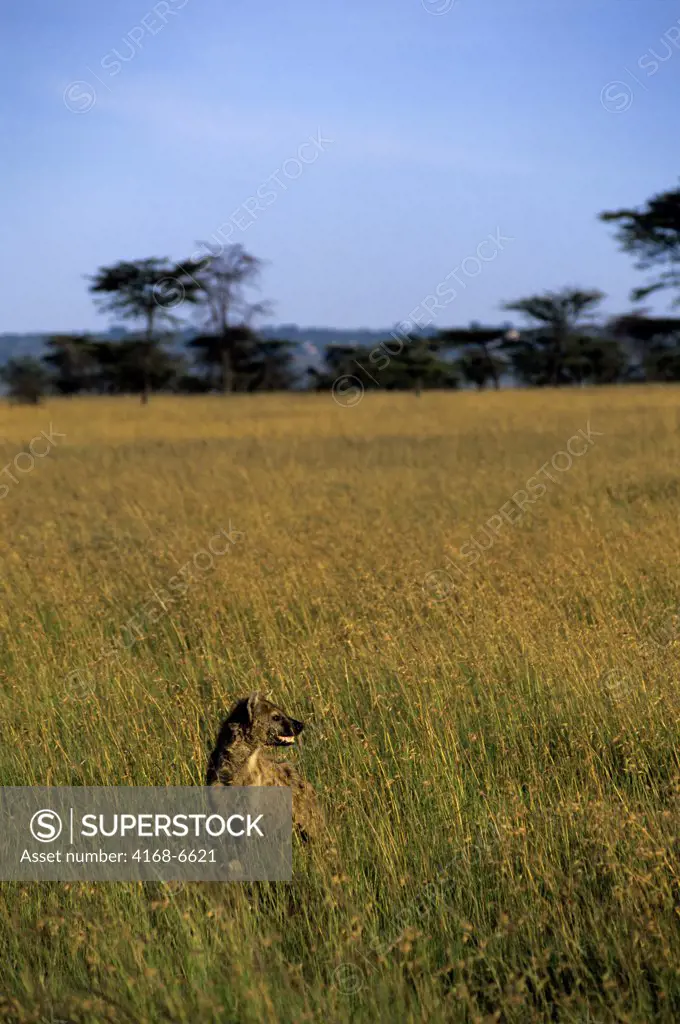 kenya, masai mara, spotted hyaena (hyena) sitting in grass