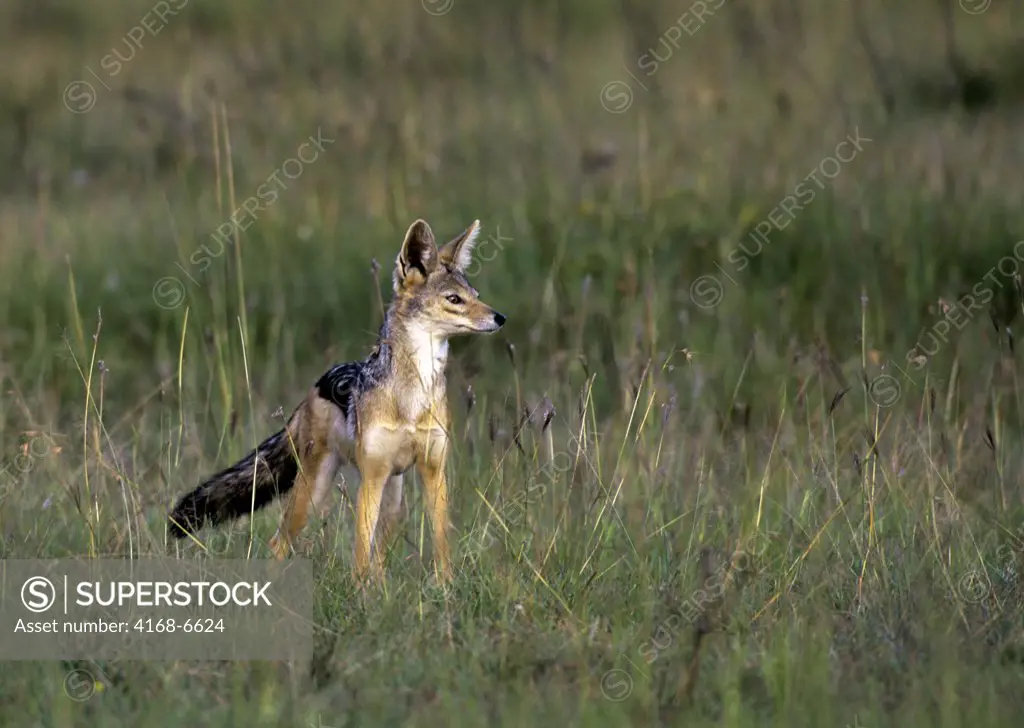 kenya, masai mara, black-backed jackal