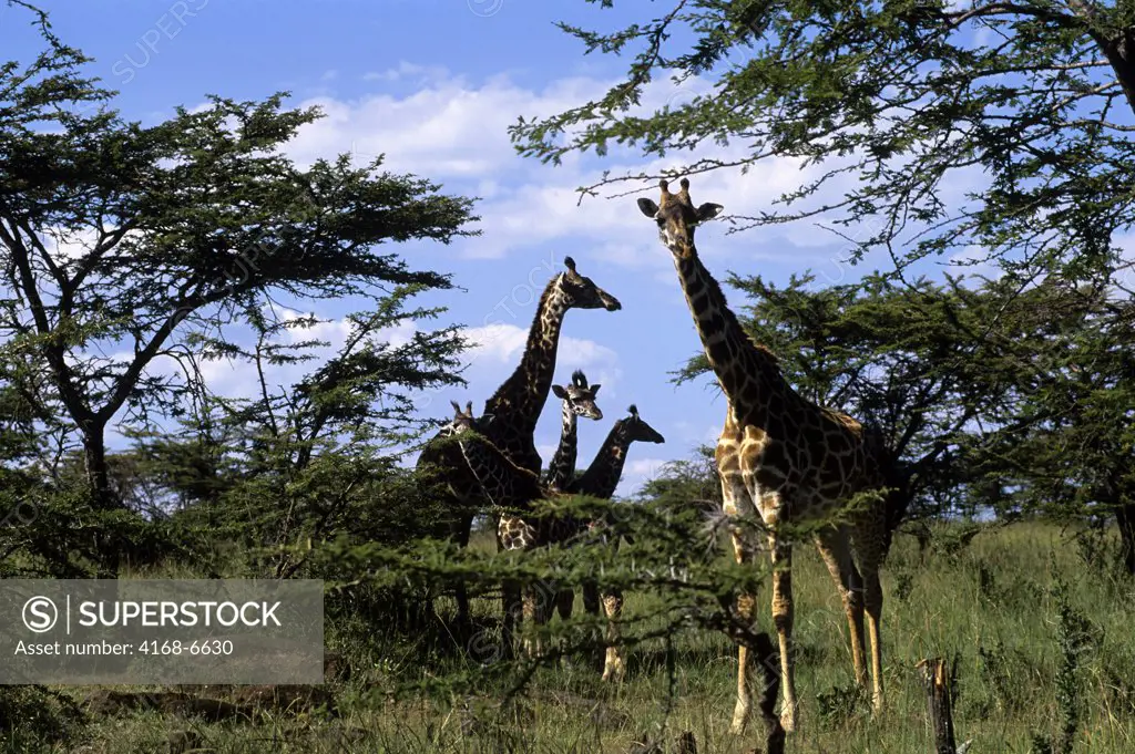 kenya, masai mara, masai giraffes