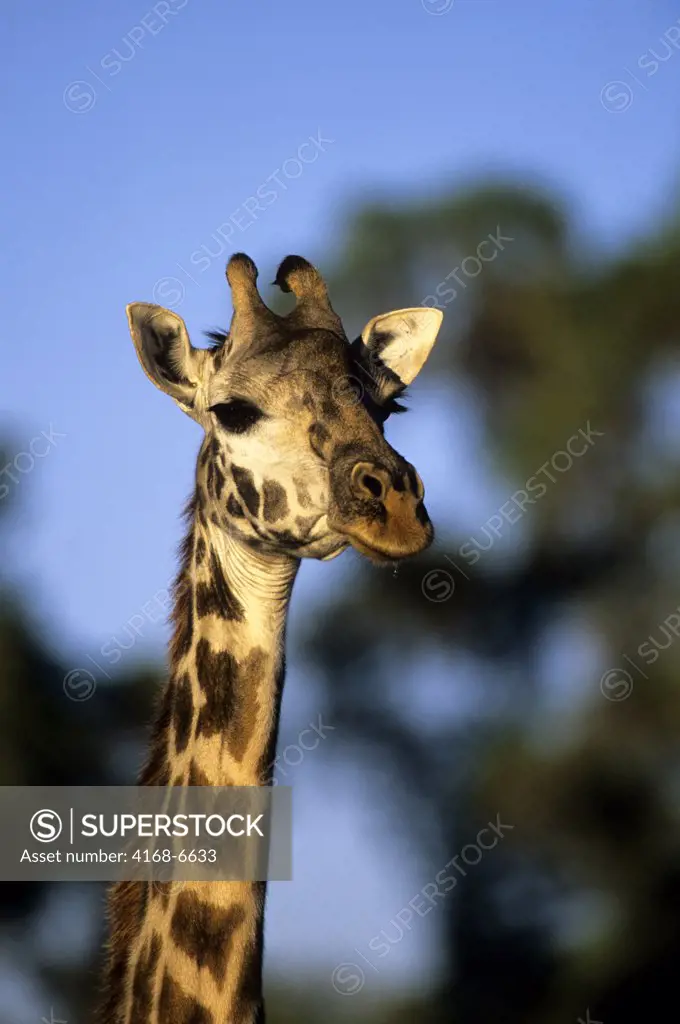 kenya, masai mara, masai giraffe, close-up