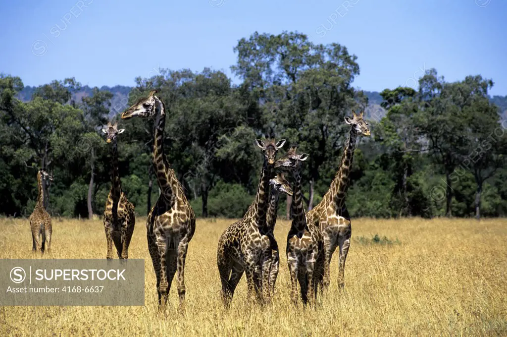 kenya, masai mara, masai giraffes in grassland