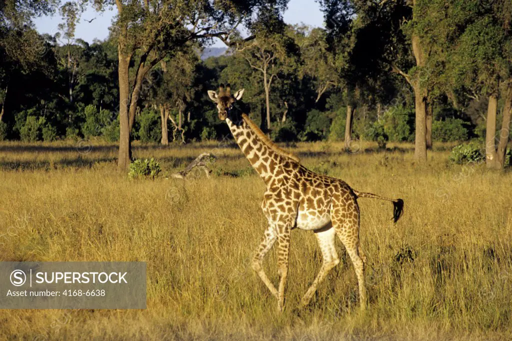 kenya, masai mara, masai giraffe baby