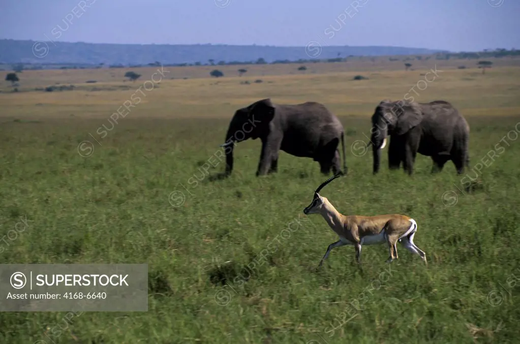 kenya, masai mara, grant's gazelle, elephants in background
