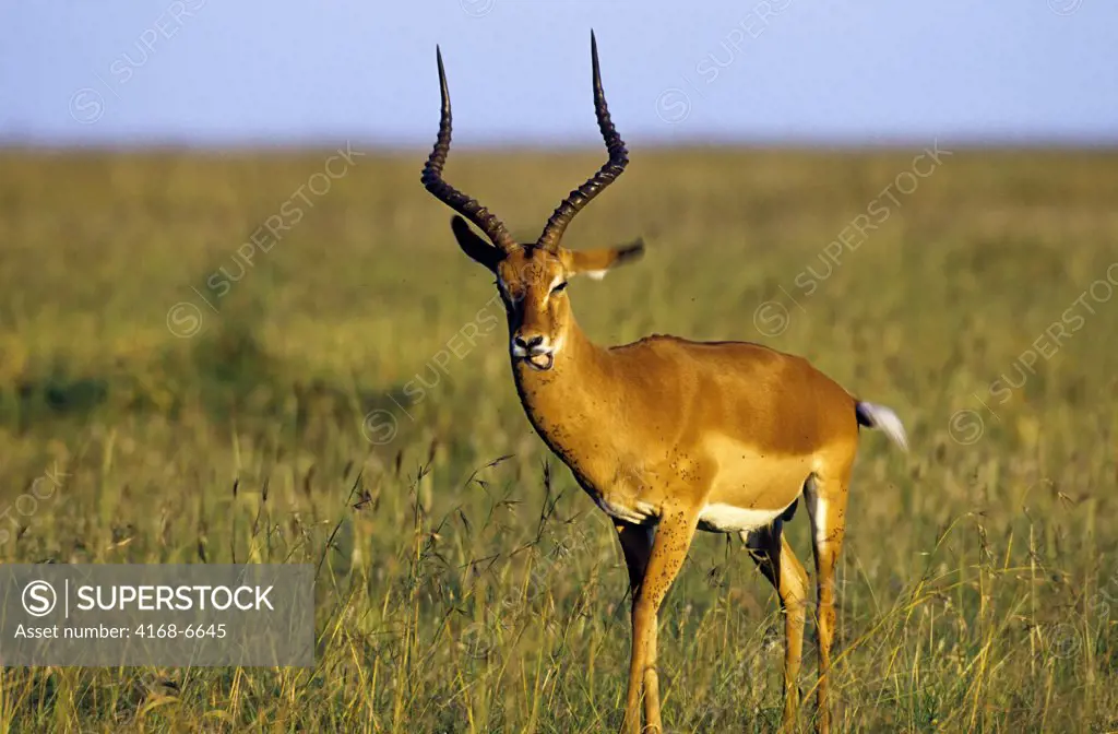kenya, masai mara, male impala