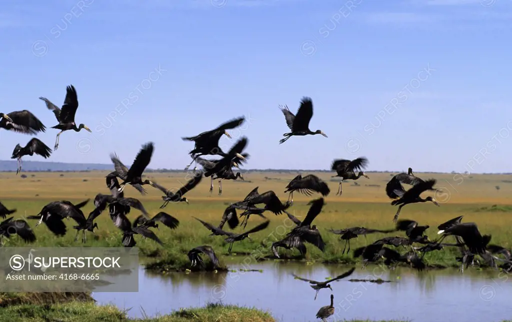 kenya, masai mara, openbill storks taking off