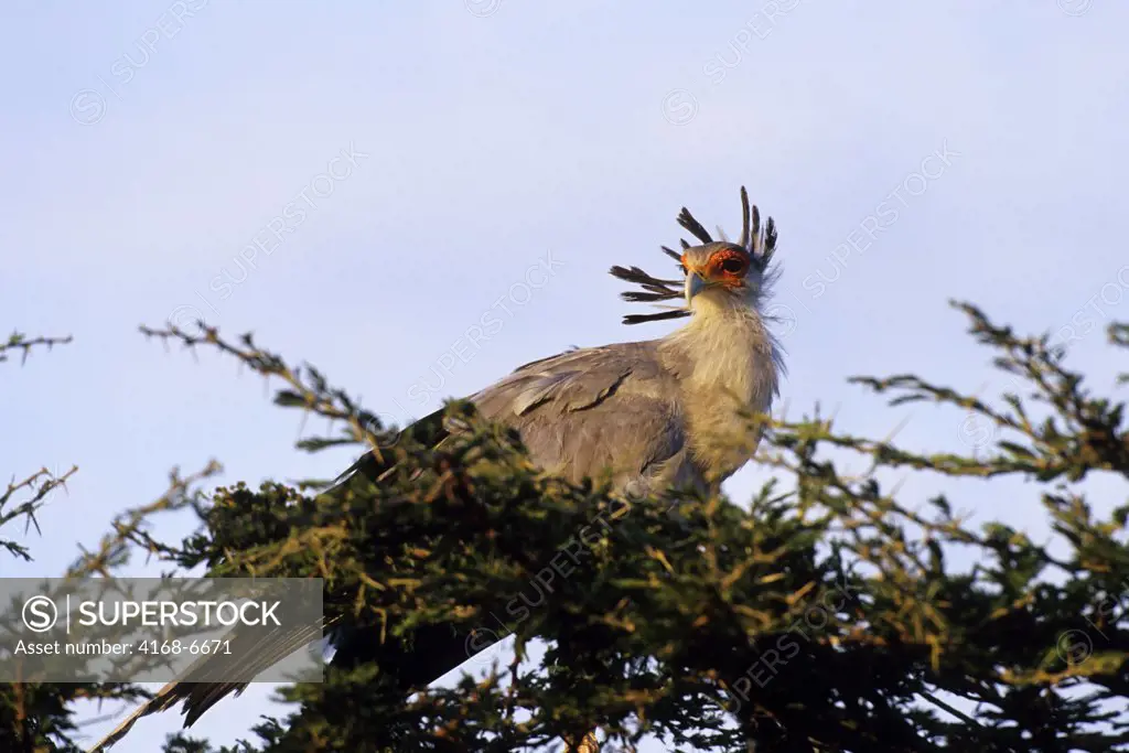 kenya, masai mara, secretary bird in tree