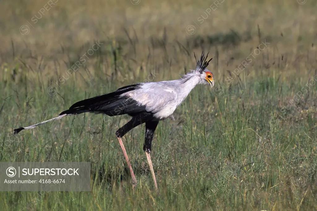 kenya, masai mara, secretary bird in grass, hunting