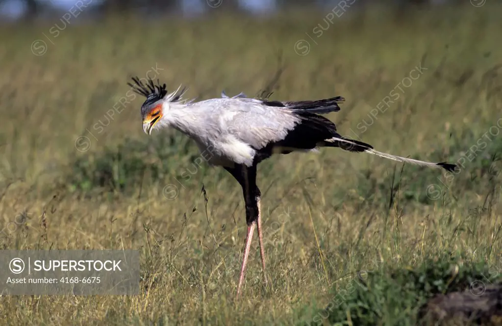 kenya, masai mara, secretary bird in grass, hunting