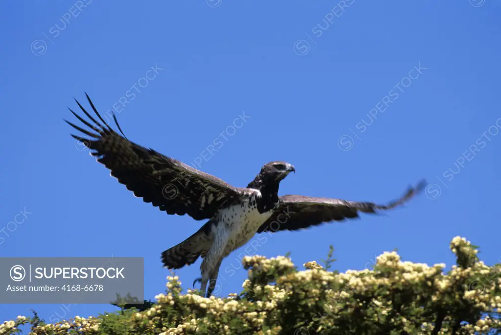kenya, masai mara, martial eagle in tree, taking off