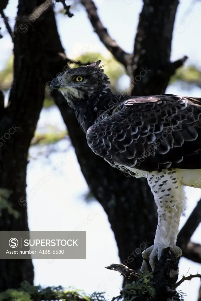 kenya, masai mara, martial eagle in tree, close-up