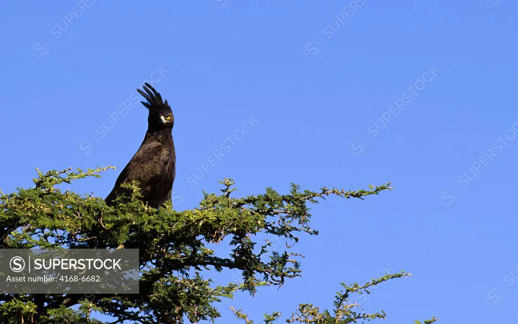 kenya, masai mara, long-crested eagle in tree