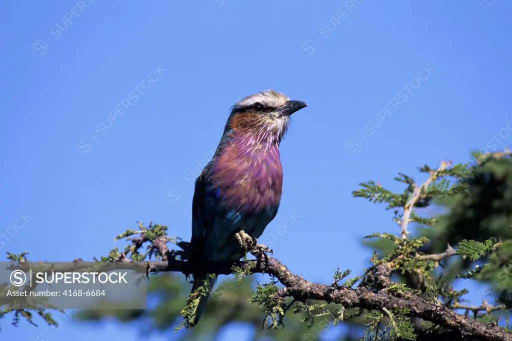 kenya, masai mara, lilac-breasted roller in tree