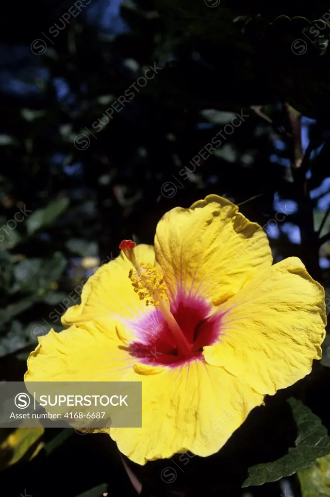kenya, nairobi, yellow hibiscus