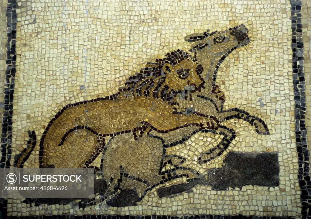 libya, near benghazi, ptolemais (tolmeita), museum, roman mosaic, lion