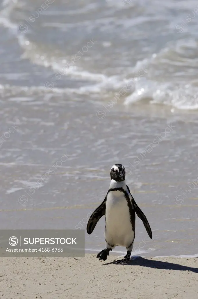 south africa, near cape town, simon's town, boulder beach, african (jackass) penguins (spheniscus demersus), on beach