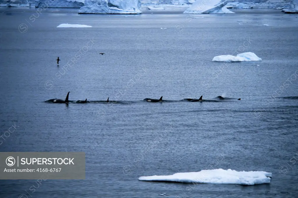 antarctica, killer whales (orcas) between icefloes