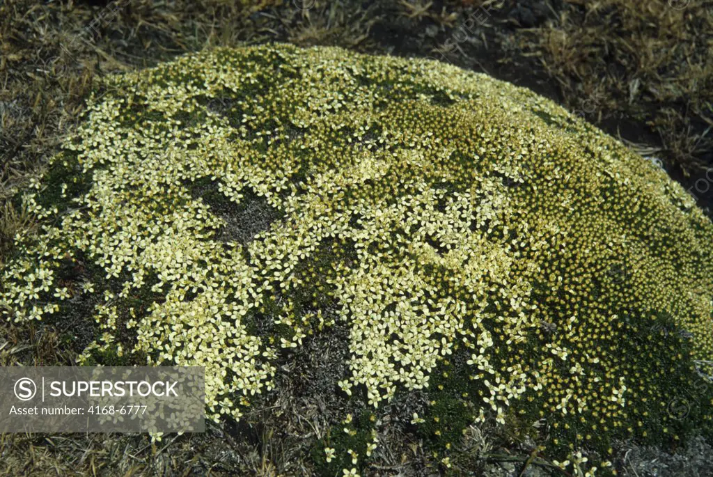 falkland islands, new island, flowering balsam bog (bolax gummifera)
