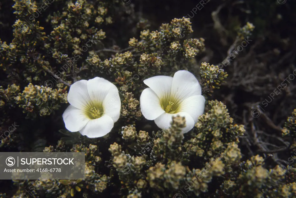 falkland islands, new island, scurvy grass (oxalis enneaphylla) flowering