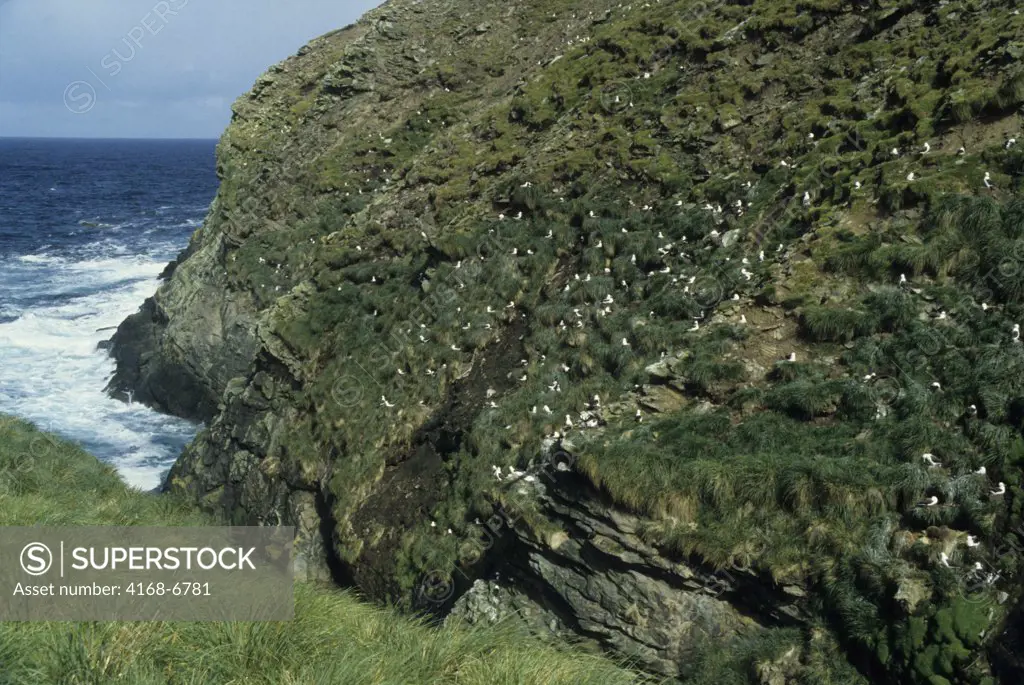 falkland islands, westpoint island, black-browed albatross colony in tussock grass on steep slope