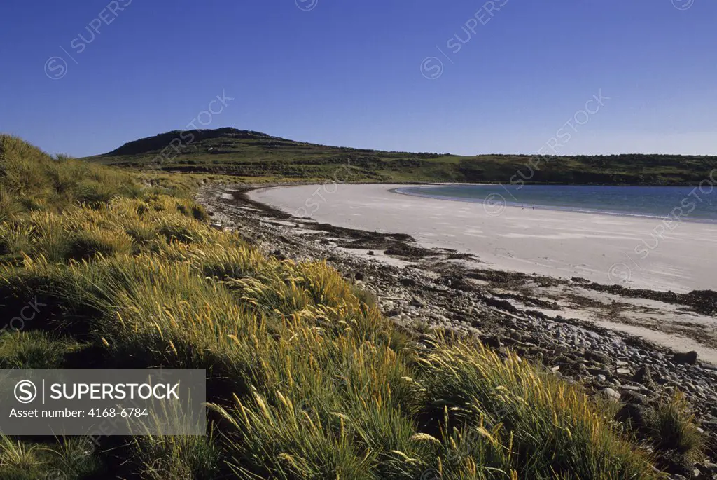 falkland islands, carcass island, coastline with grasses