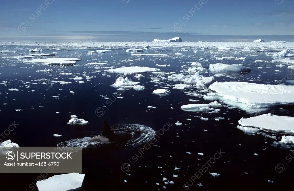 antarctic peninsula area, killer whale, orca