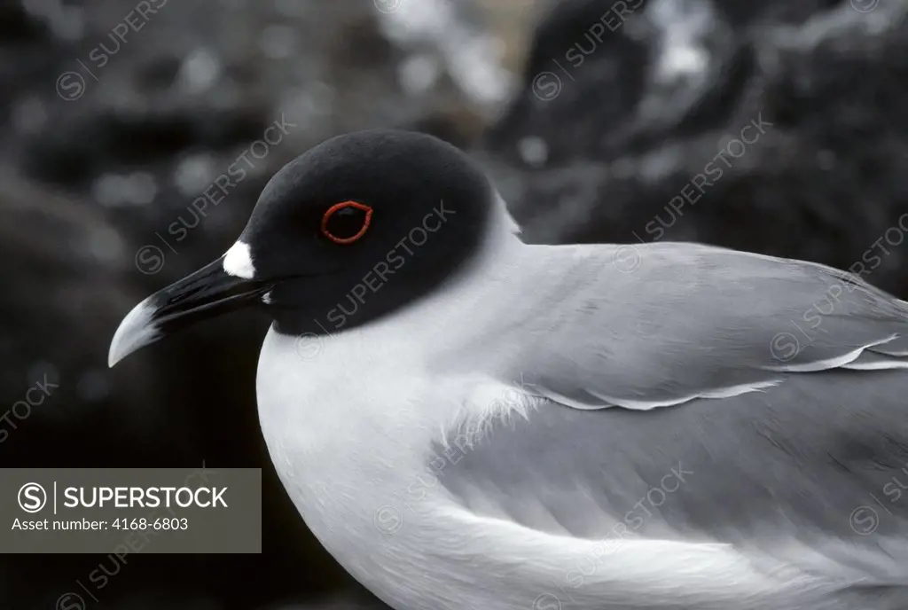 ecuador, galapagos islands seymore island, swallow-tailed gull (creagrus furcata)