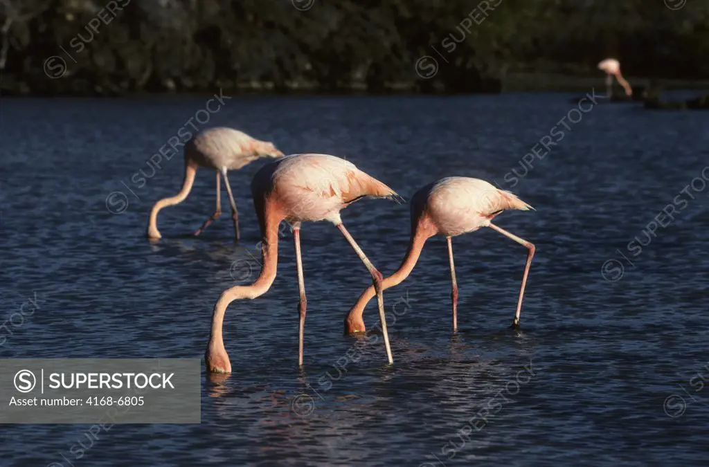 ecuador, galapagos islands santa cruz, greater flamingos feeding in lagoon