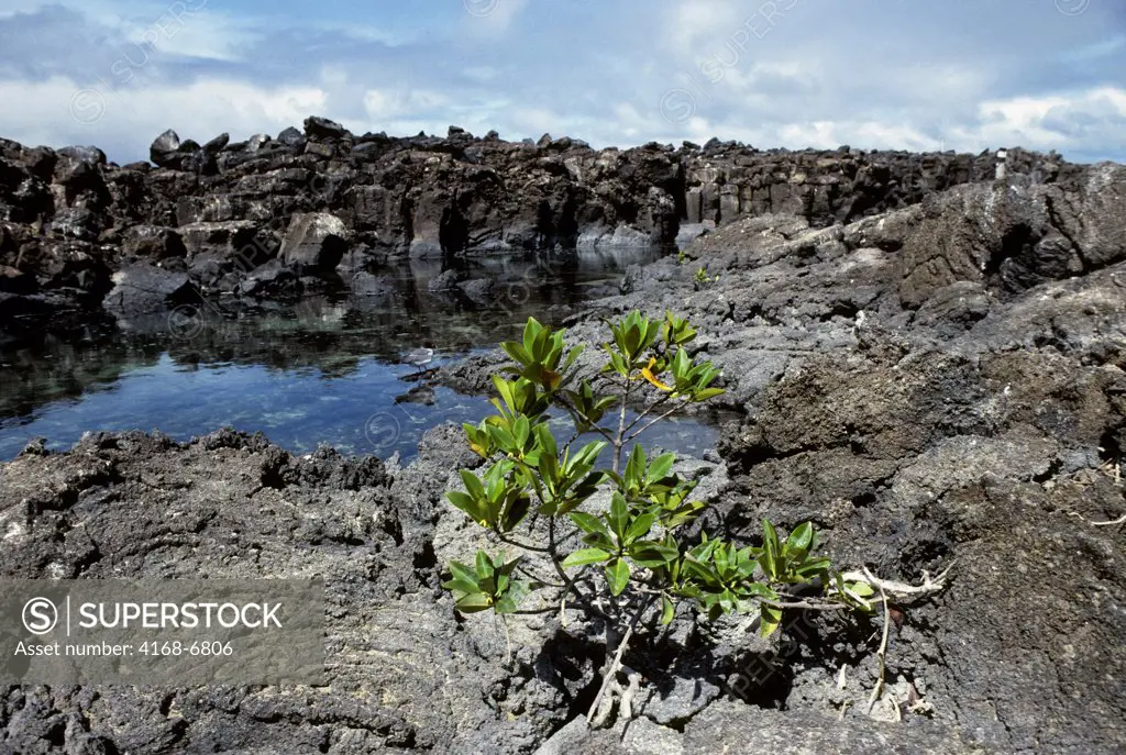 ecuador, galapagos islands genovesa (tower) island, mangrove tree growing out of lava