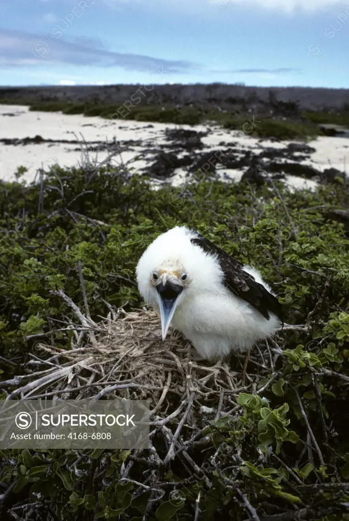 ecuador, galapagos islands genovesa (tower) island, frigate bird, chick on nest