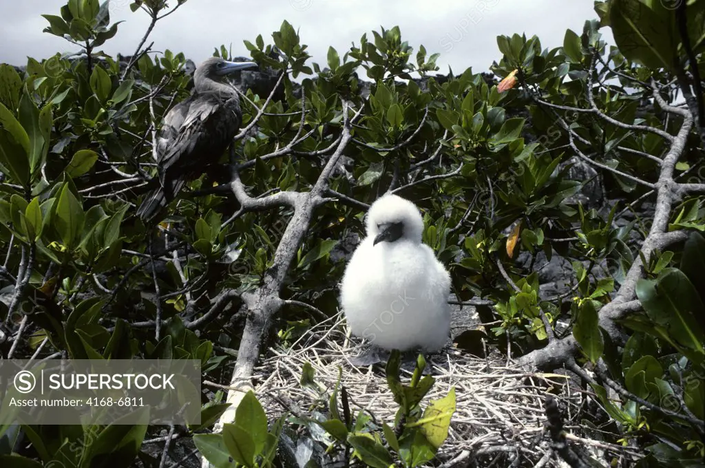 ecuador, galapagos islands genovesa (tower) island,red-footed booby chick in mangrove tree