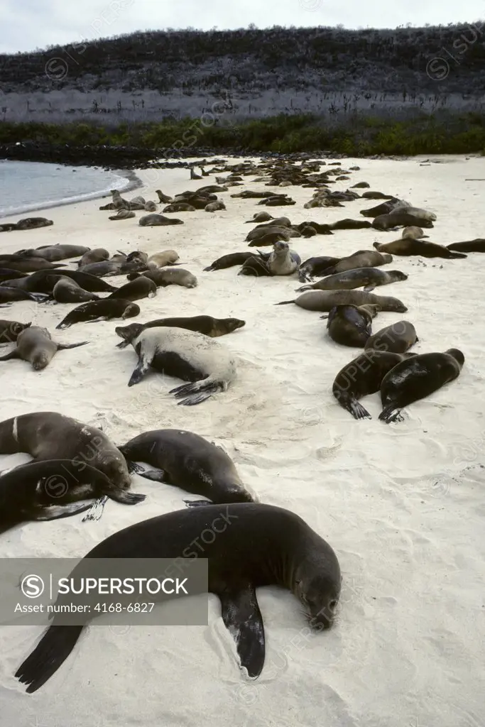 ecuador, galapagos islands santa fe island, galapagos sea lions, sleeping on beach