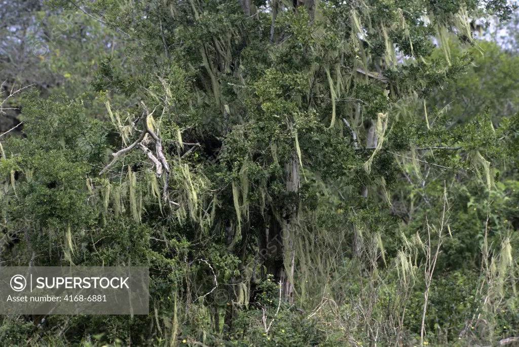 ECUADOR, GALAPAGOS ISLANDS SANTA CRUZ, HIGHLANDS, LICHENS GROWING ON TREE