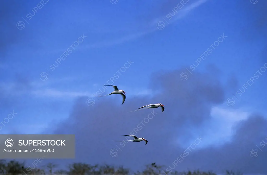 ECUADOR, GALAPAGOS ISLANDS GENOVESA (TOWER) ISLAND, RED-BILLED TROPIC BIRDS IN FLIGHT