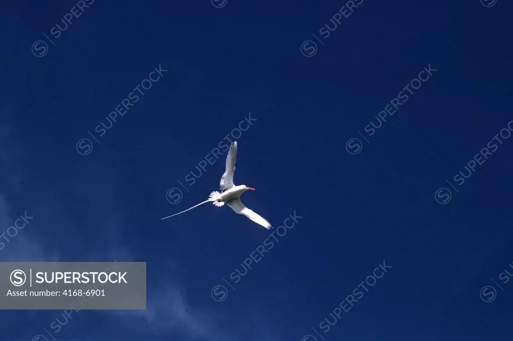 ECUADOR, GALAPAGOS ISLANDS GENOVESA (TOWER) ISLAND, RED-BILLED TROPIC BIRD IN FLIGHT