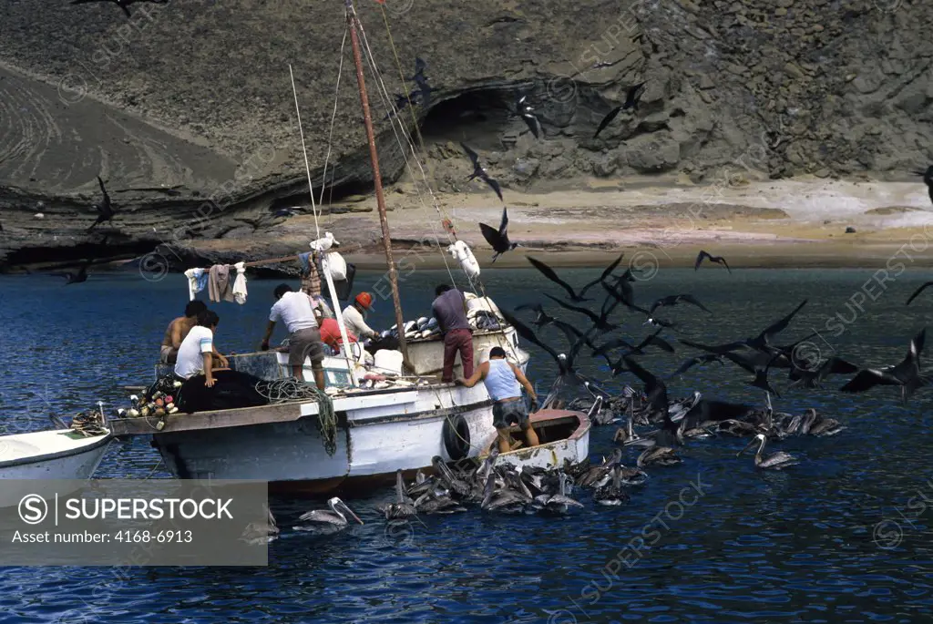 ECUADOR, GALAPAGOS ISLANDS BARTHOLOME ISLAND, FISHING BOAT, BROWN PELICANS & FRIGATES SCAVAGING