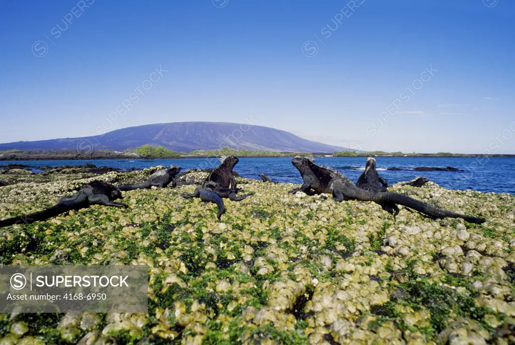ECUADOR, GALAPAGOS ISLANDS, FERNANDINA ISLAND, MARINE IGUANA (Amblyrhynchus cristatus), FEEDING ON ALGAE AT LOW TIDE