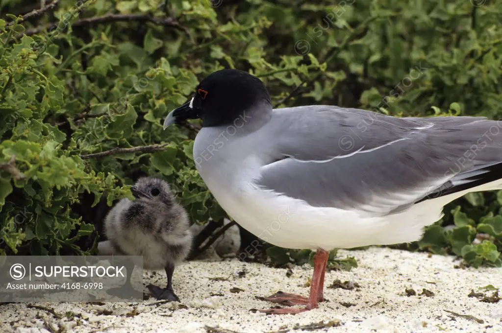 ECUADOR,GALAPAGOS ISLANDS, TOWER ISLAND, SWALLOWTAILED GULL WITH CHICK