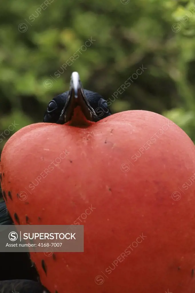 ECUADOR,GALAPAGOS ISLANDS, TOWER ISLAND, FRIGATE BIRD MALE WITH INFLATED THROAT POUCH, CLOSEUP