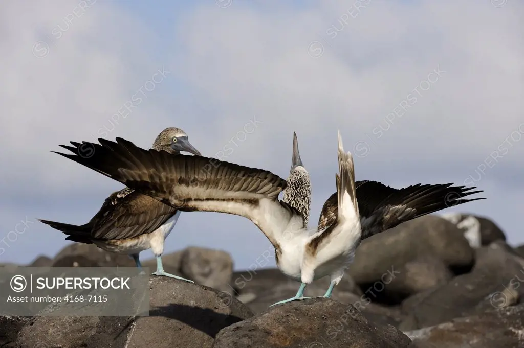 ECUADOR, GALAPAGOS ISLANDS, HOOD ISLAND (ESPANOLA), BLUE-FOOTED BOOBIES, COURTSHIP, SKYPOINTING