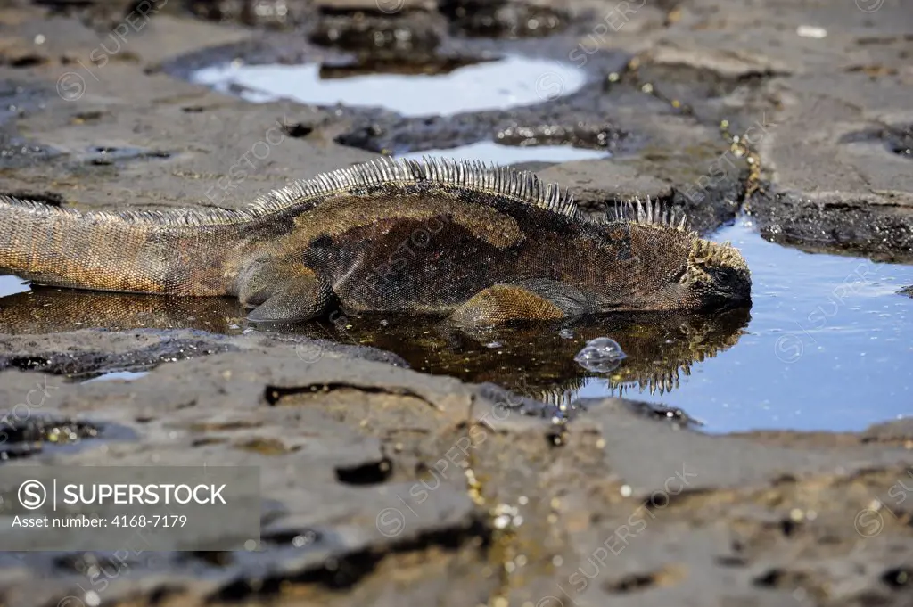 ECUADOR, GALAPAGOS ISLANDS, JAMES ISLAND (SANTIAGO), MARINE IGUANA