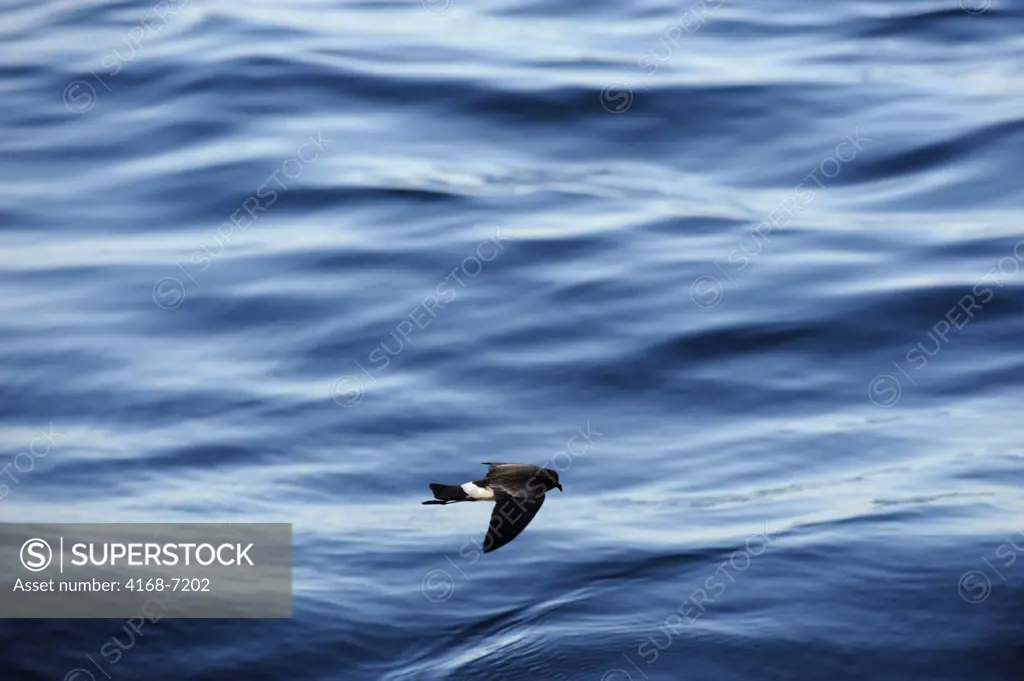 ECUADOR, GALAPAGOS ISLANDS, BARTOLOME ISLAND, WHITE-VENTED STORM PETREL FLYING OVER OCEAN SURFACE FEEDING