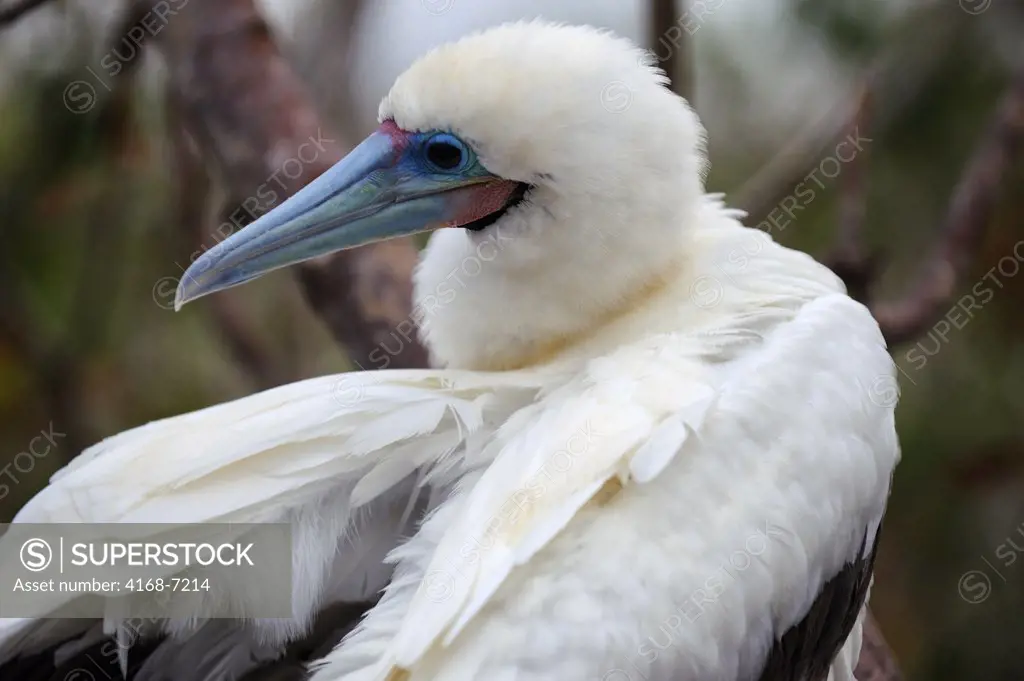 ECUADOR, GALAPAGOS ISLANDS, TOWER ISLAND (GENOVESA), RED-FOOTED BOOBY (WHITE PHASE) PERCHED IN TREE