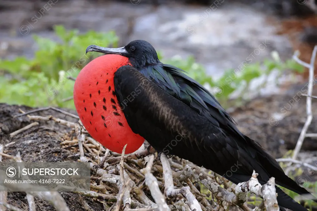 ECUADOR, GALAPAGOS ISLANDS, TOWER ISLAND (GENOVESA), GREAT FRIGATE BIRD MALE WITH INFLATED THROAT POUCH