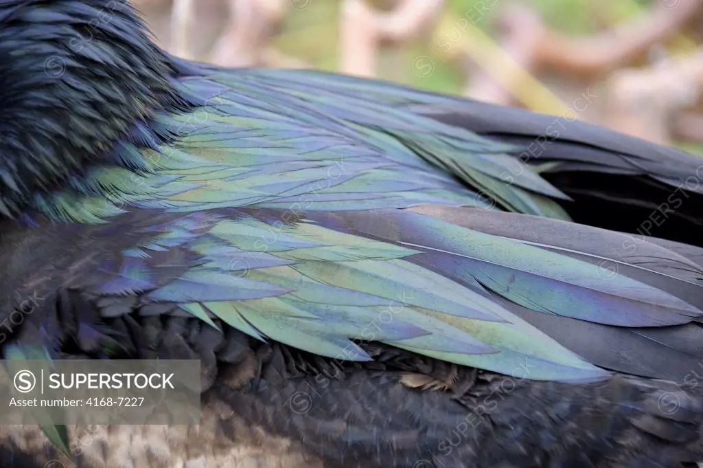ECUADOR, GALAPAGOS ISLANDS, TOWER ISLAND (GENOVESA), GREAT FRIGATE BIRD, MALE ON NEST, CLOSE-UP OF IRIDESCENT FEATHERS