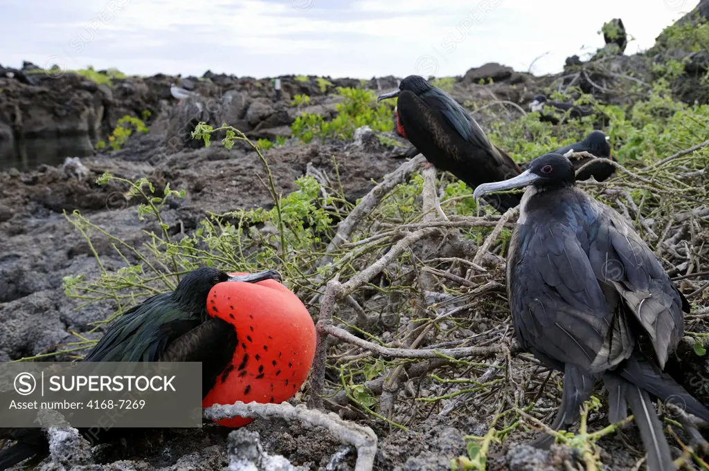 ECUADOR, GALAPAGOS ISLANDS, TOWER ISLAND (GENOVESA), GREAT FRIGATE BIRD COLONY, MALES WITH INFLATED THROAT POUCH, COURTSHIP BEHAVIOR